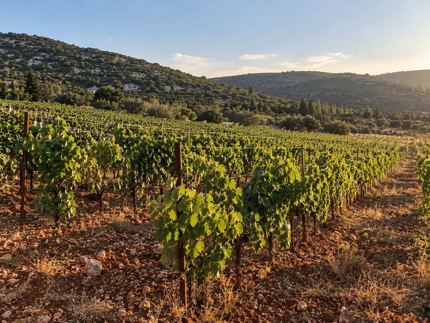 Guided Winery Tour & Wine Tasting
