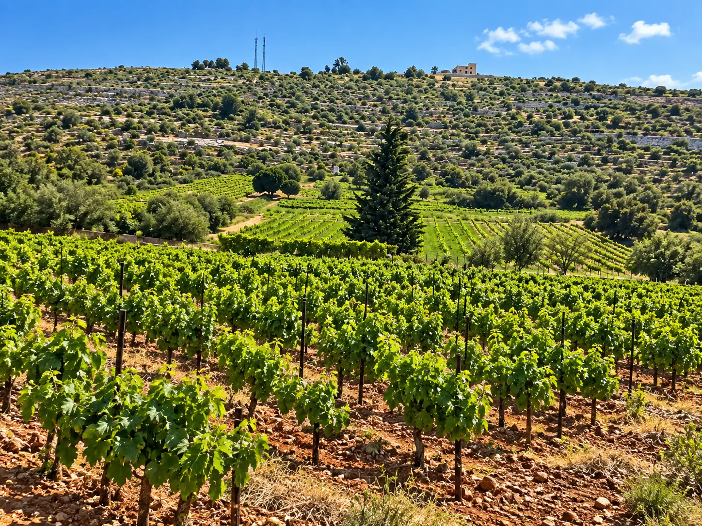 The vineyard at Domaine Kassis
