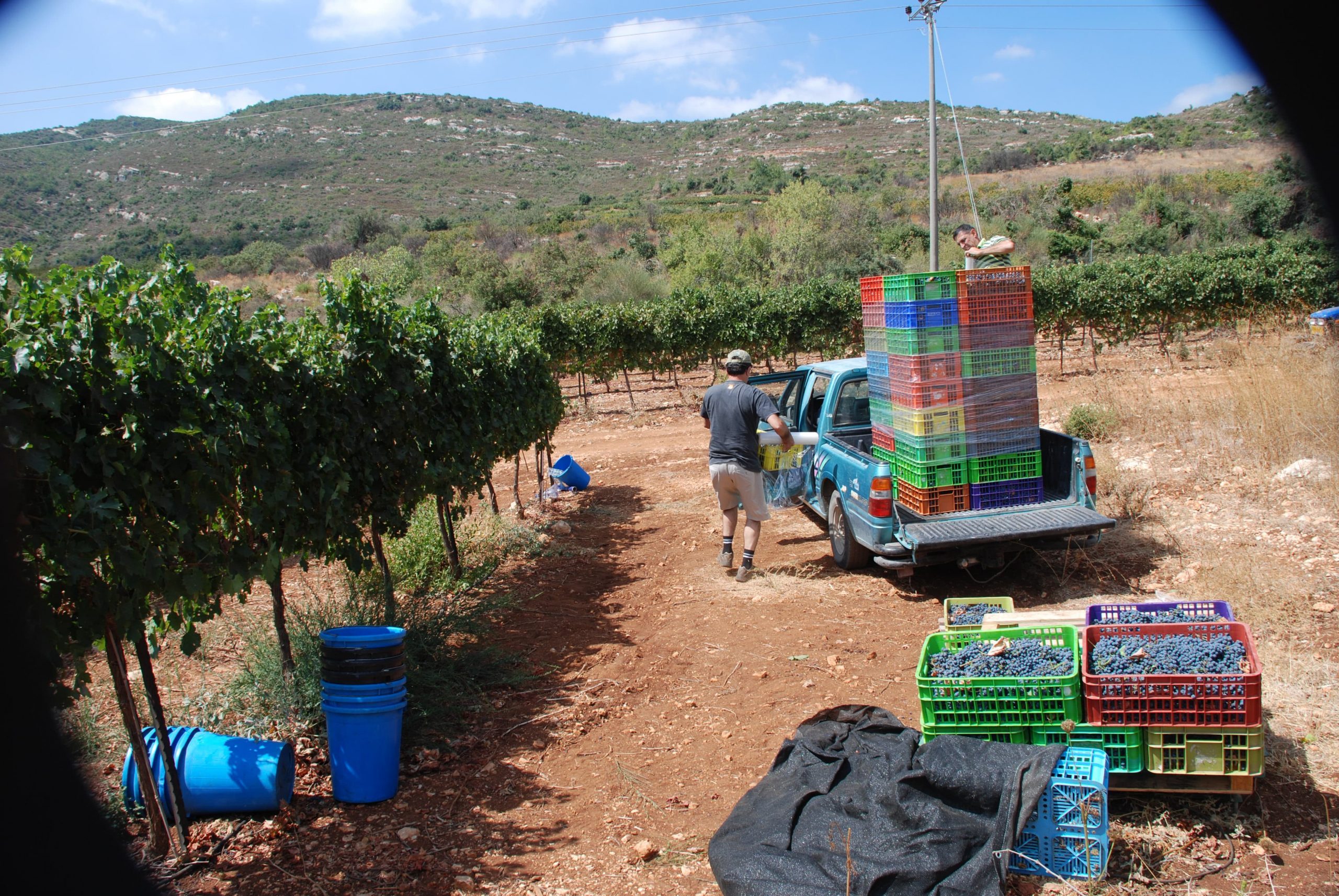 Ashkar Winery photo 7