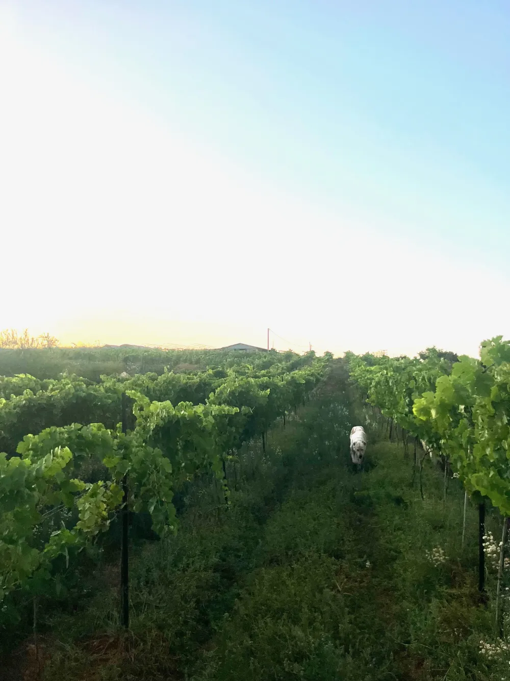 Julia Winery photo 10